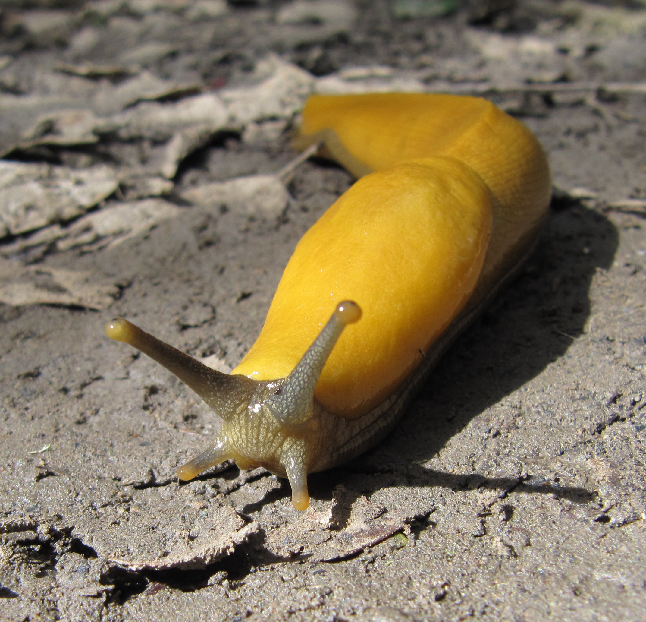 ew_mv_banana-slug.jpg